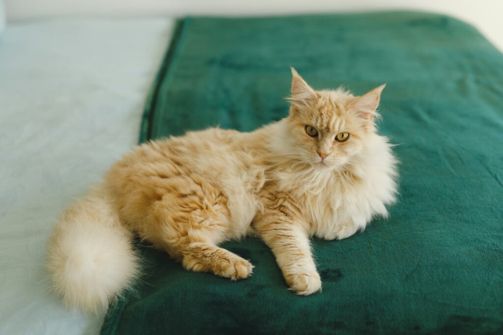 Close up of pet cat in bedroom, lying on bed, looking to camera