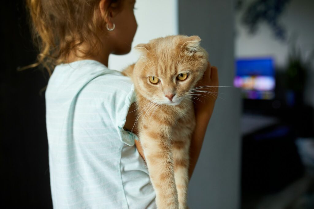 Little girl holding cat in her arms at home indoor, Child playing with domestic animals pet