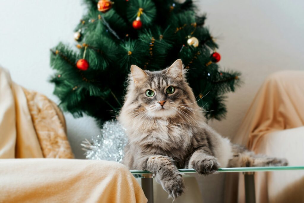 Merry christmas celebration and cat. Gray fluffy cute cat lying near decorated christmas tree.