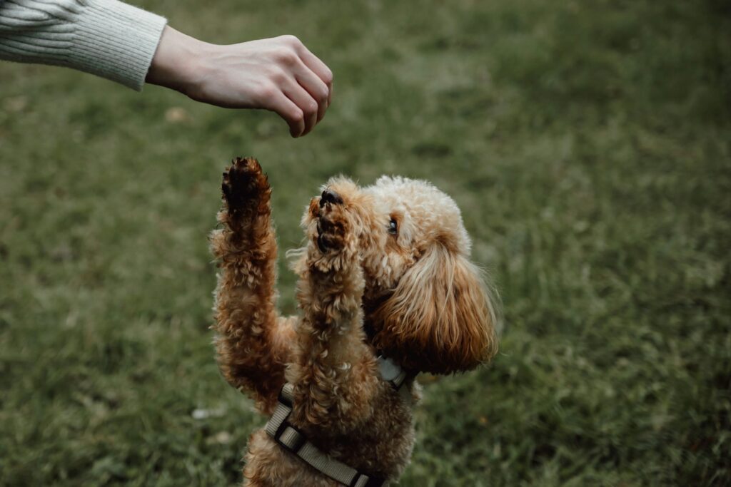 Portrait of cute little poodle reaching for treats. Training dogs concept.Tasty treats food for