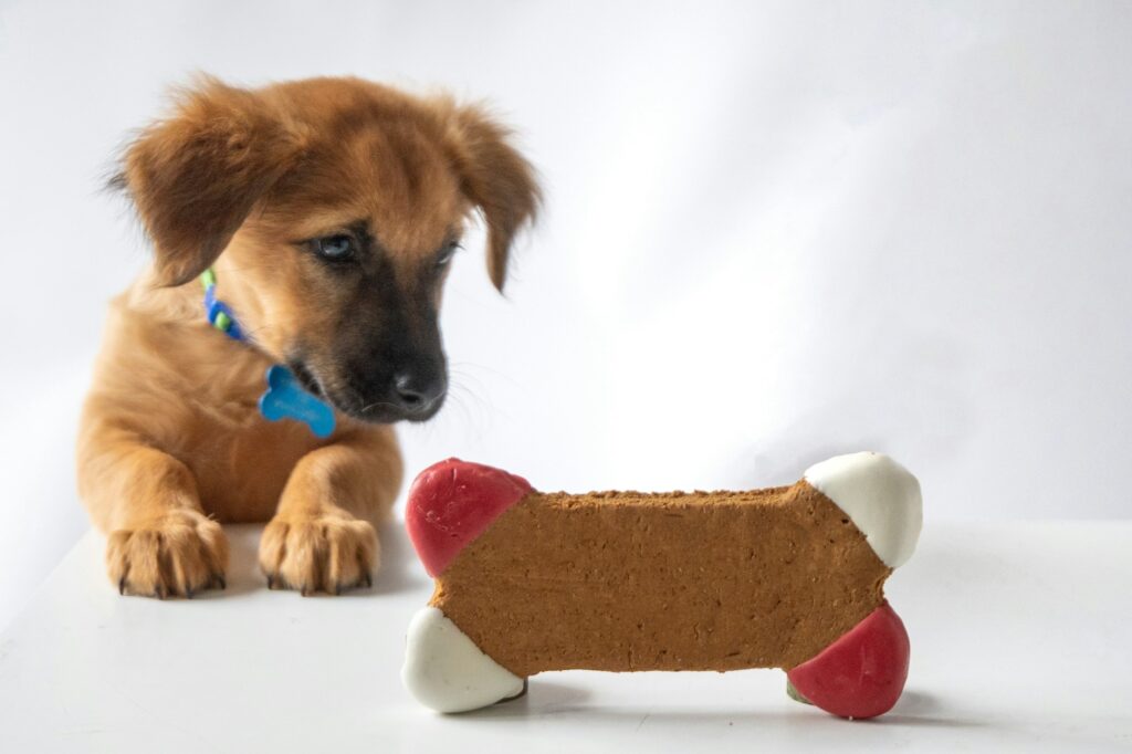 Puppy looking at a dog treat shaped like a bone