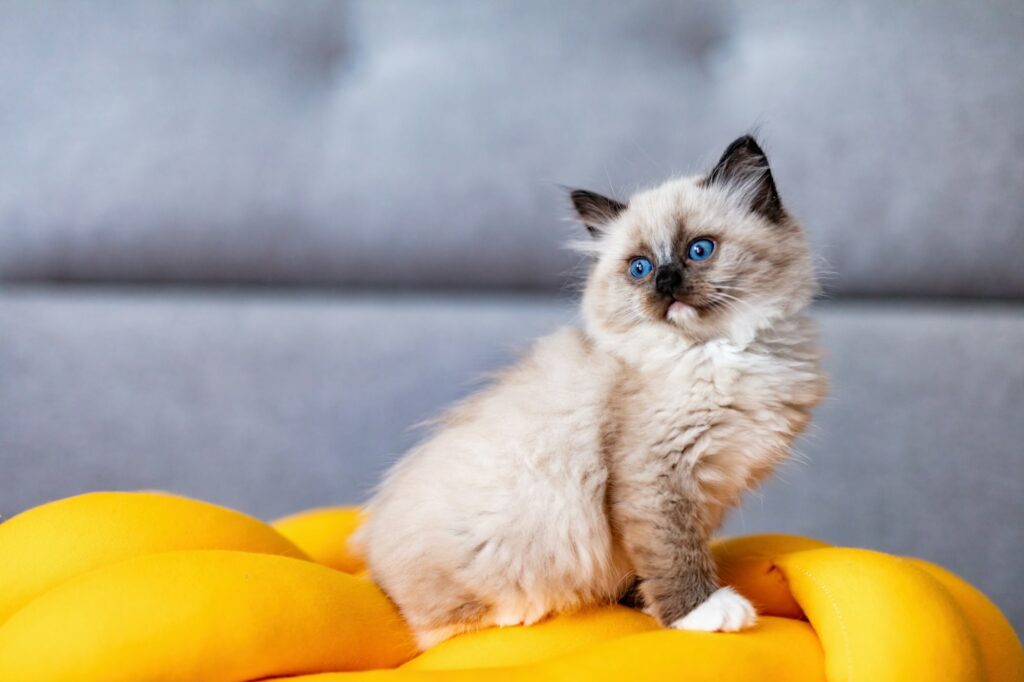 Ragdoll cat small kitten at home