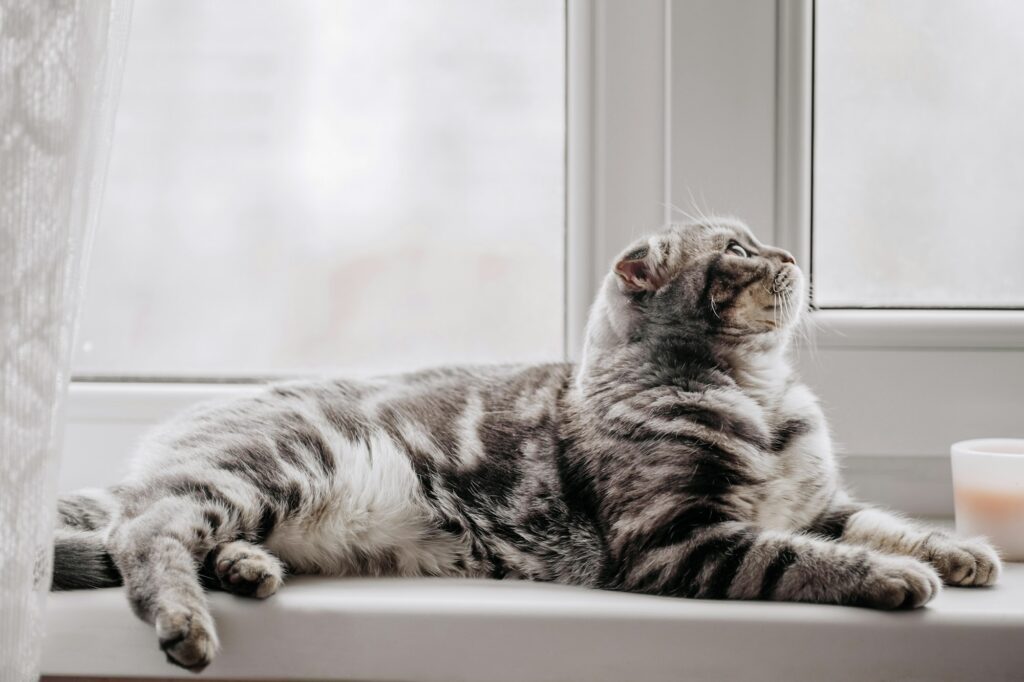 Scottish fold cat on the window