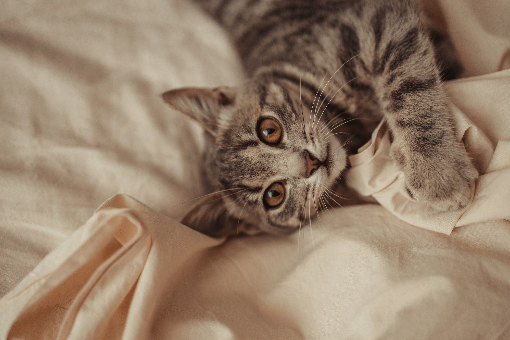 Tabby gray striped cat relaxes on bed