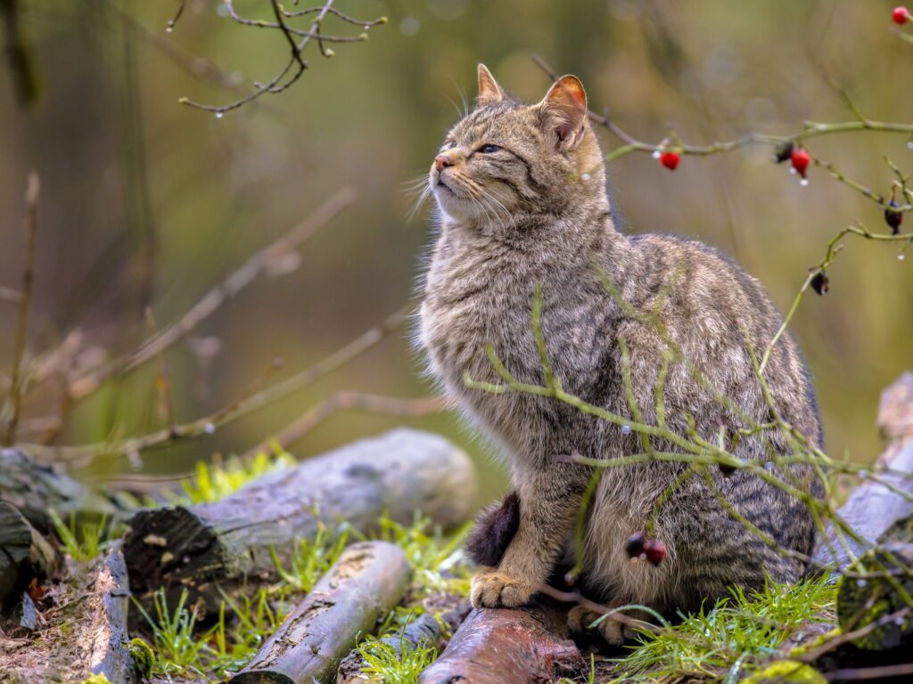 Wild cat in bush