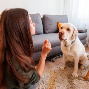 Dog Training Treats Bulk