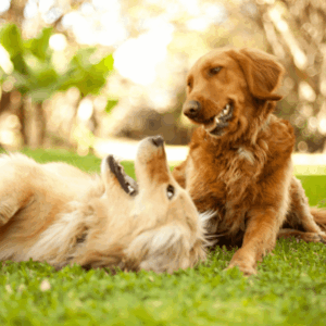 Wholesale Dog Treats
