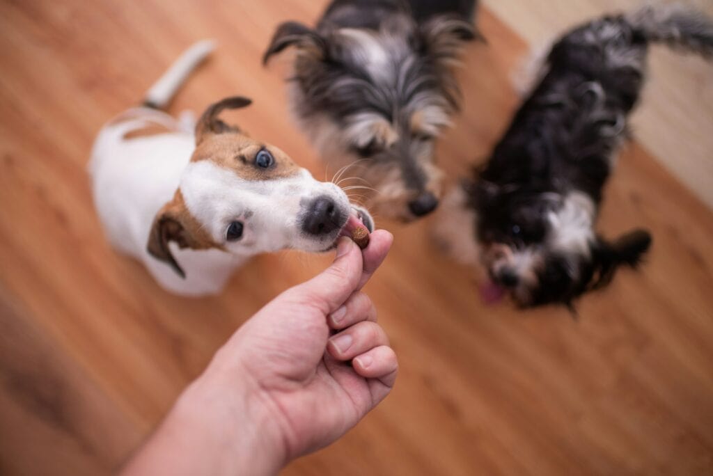 Pack of dogs waiting for a treat