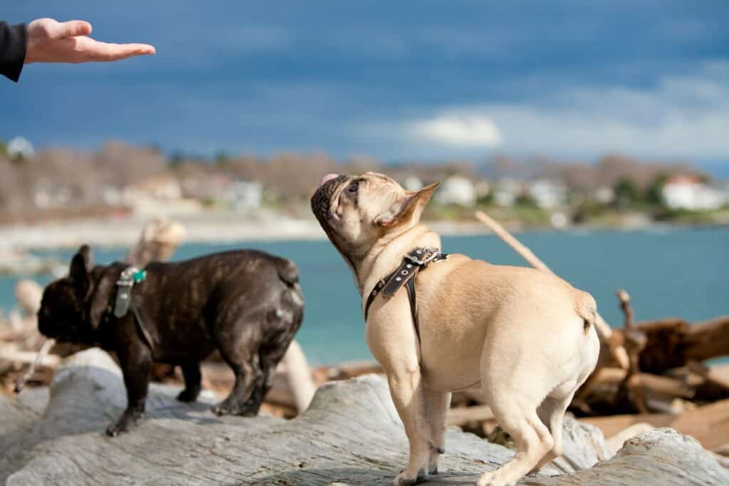 Two dogs roaming on the beach, hand in frame with a treat for one dog