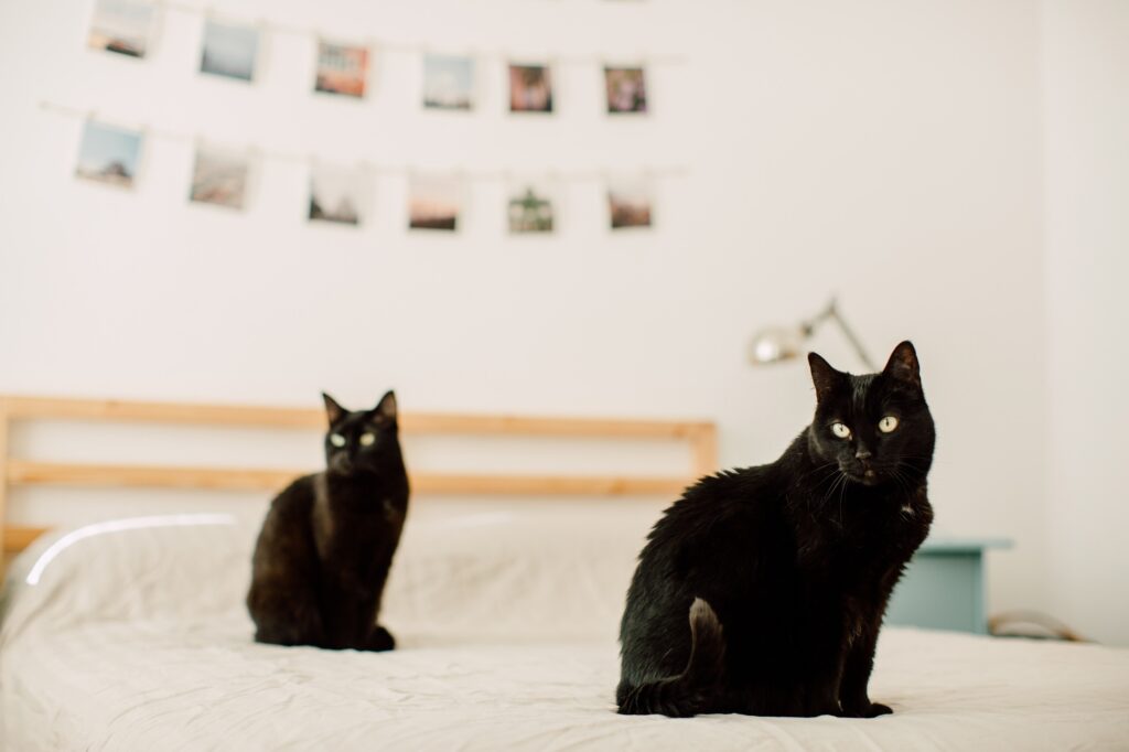 Black cats waiting for treats