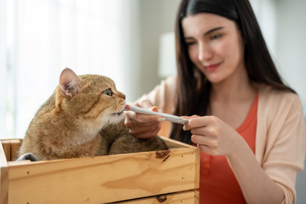 Caucasian woman playing and feeding pet treats domestic cat on table.