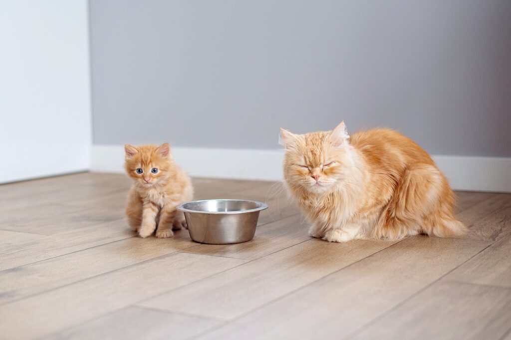 Cute cat near bowl with food at home