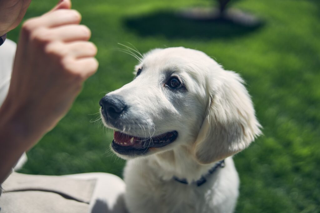 Hand holding a treat for a pet