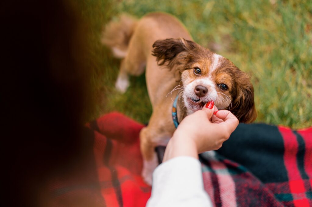 little funny cute dog with the owner on a walk in the park girl gives a treat to the pet