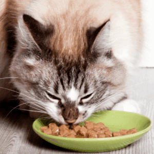 Cat Wet Food and Treats