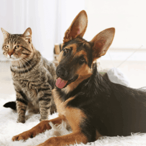 Pet Supplement Manufacturers