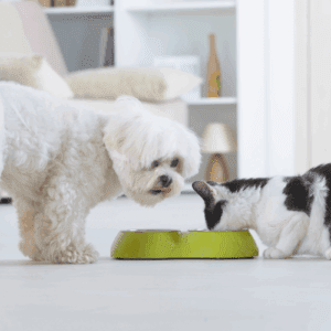 Pet Treats Wholesale