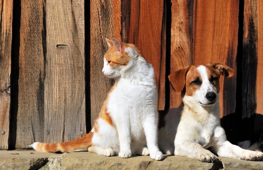 Private Label Dog Supplements