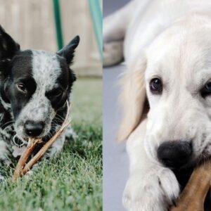Wholesale Dog Chews