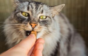 bulk wet cat food