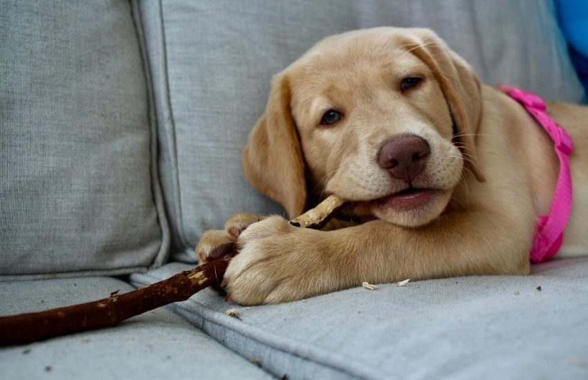 wholesale dog treat manufacturer