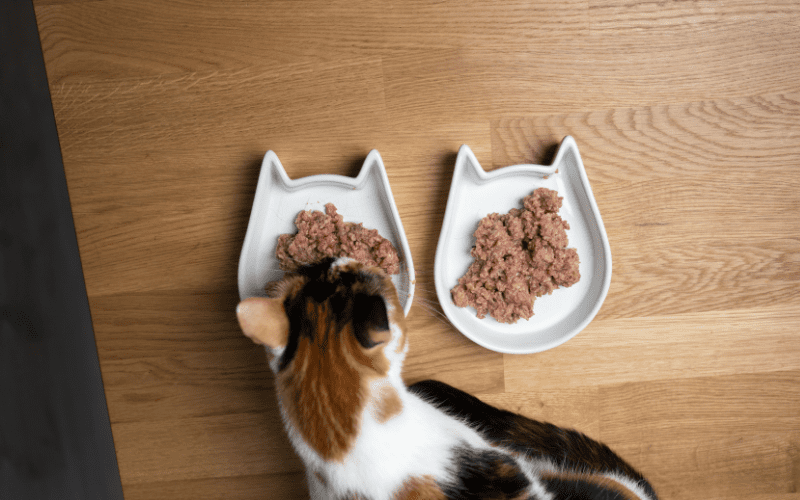 Wholesale Canned Cat Food