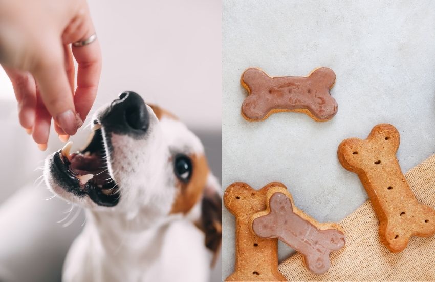 pet treats wholesale uk