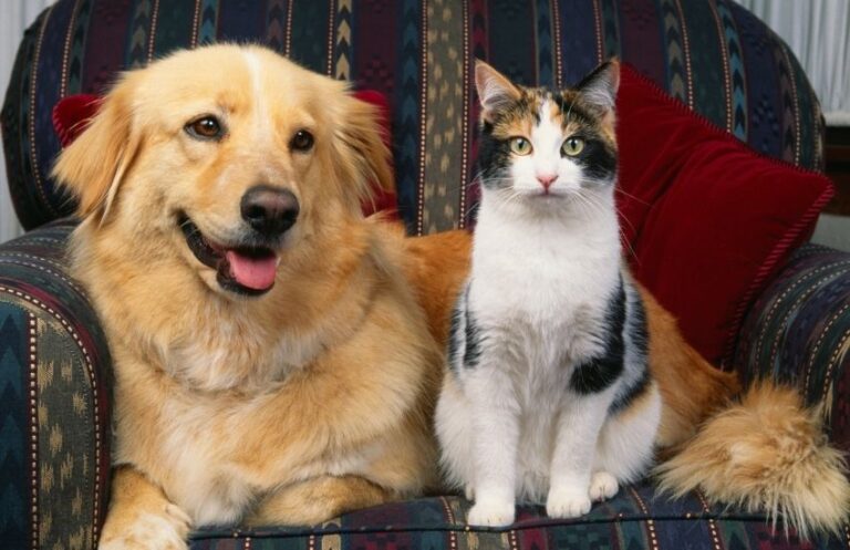 private label pet treat manufacturers