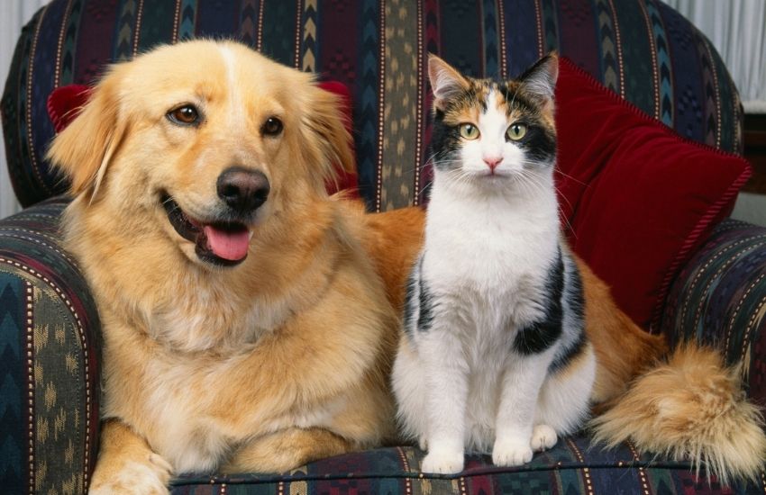 private label pet treat manufacturers