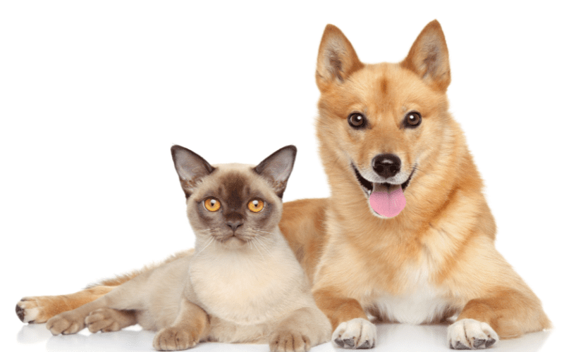 Wholesale Dog Training Treats