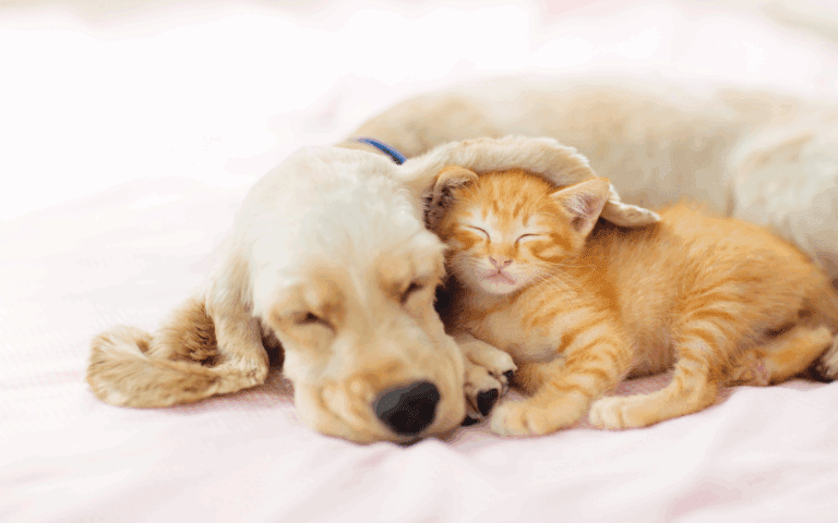 Bulk Chicken Jerky Dog Treats