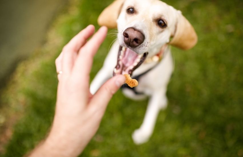 freeze dried chicken dog treats bulk