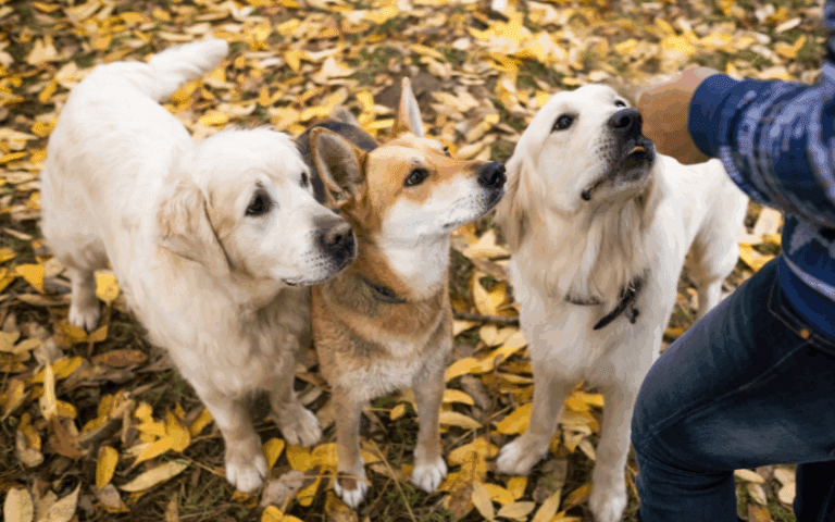 wholesale dog training treats