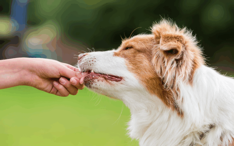 Freeze-Dried Dog Treats Wholesale