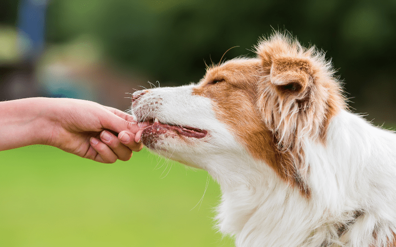 Freeze-Dried Dog Treats Wholesale