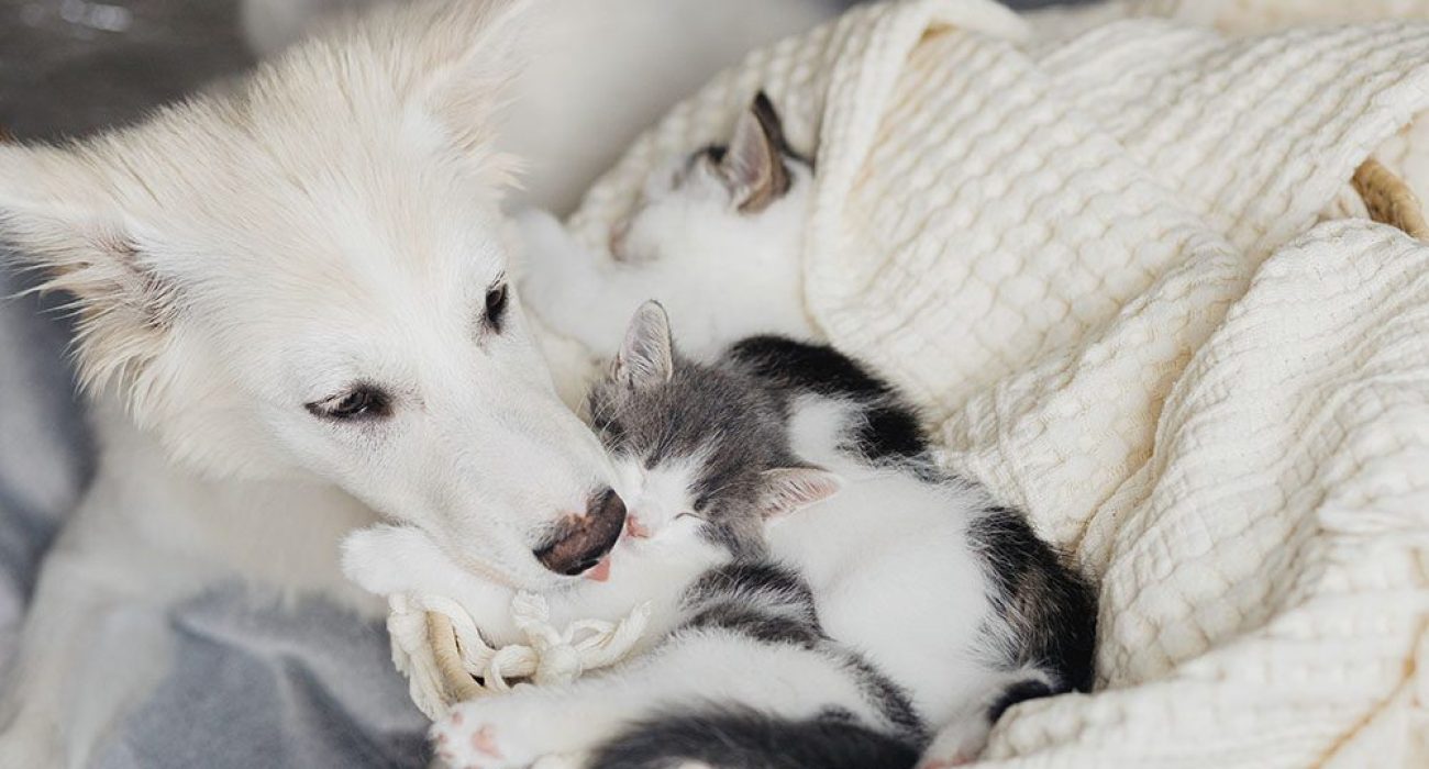 adorable-white-dog-licking-and-kissing-cute-little-BQY56WC.jpg