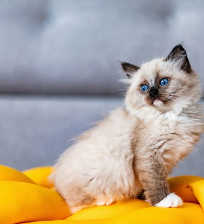 Ragdoll cat small kitten at home